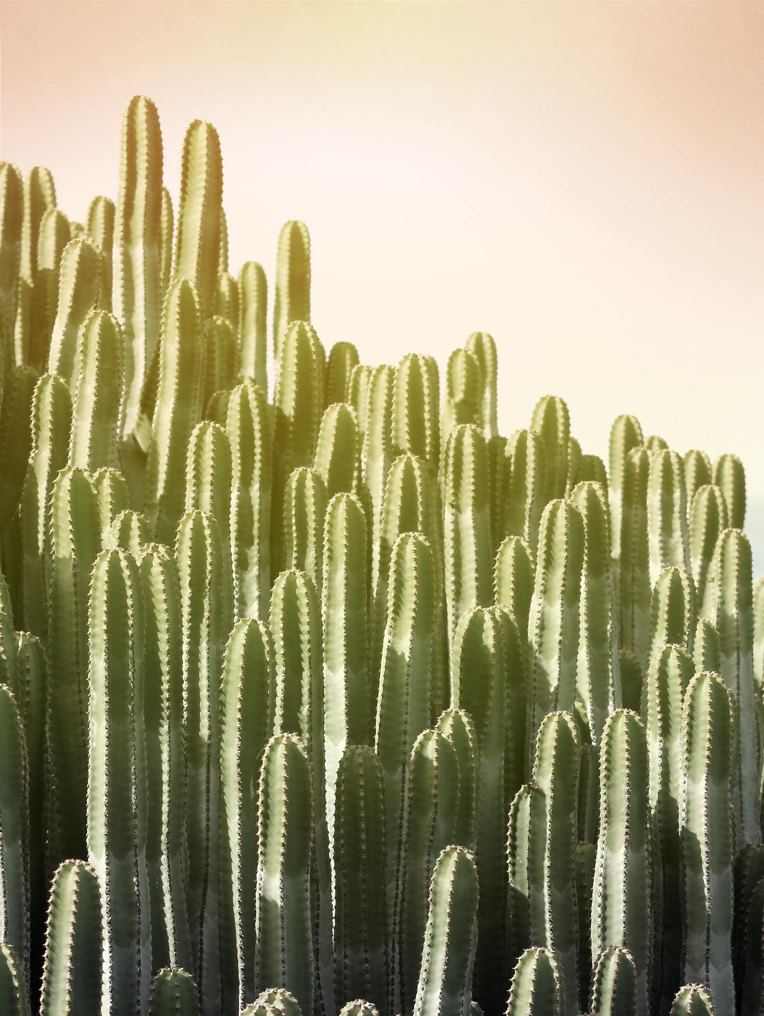 Pink Sky Cactus by Lexie Greer on GIANT ART - multicolor photography; floral/still life