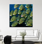 Shoal of Grunts by Jan Henderson on GIANT ART - multicolor animals