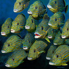 Shoal of Grunts by Jan Henderson on GIANT ART - multicolor animals