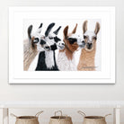 Peruvian Visitors by Jan Henderson on GIANT ART - multicolor animals; photography