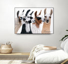 Peruvian Visitors by Jan Henderson on GIANT ART - multicolor animals; photography