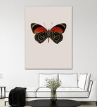 Agrias amydon by Incado on GIANT ART - multicolor animals; floral/still life