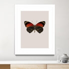Agrias amydon by Incado on GIANT ART - multicolor animals; floral/still life