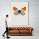 Agrias amydon by Incado on GIANT ART - multicolor animals; floral/still life