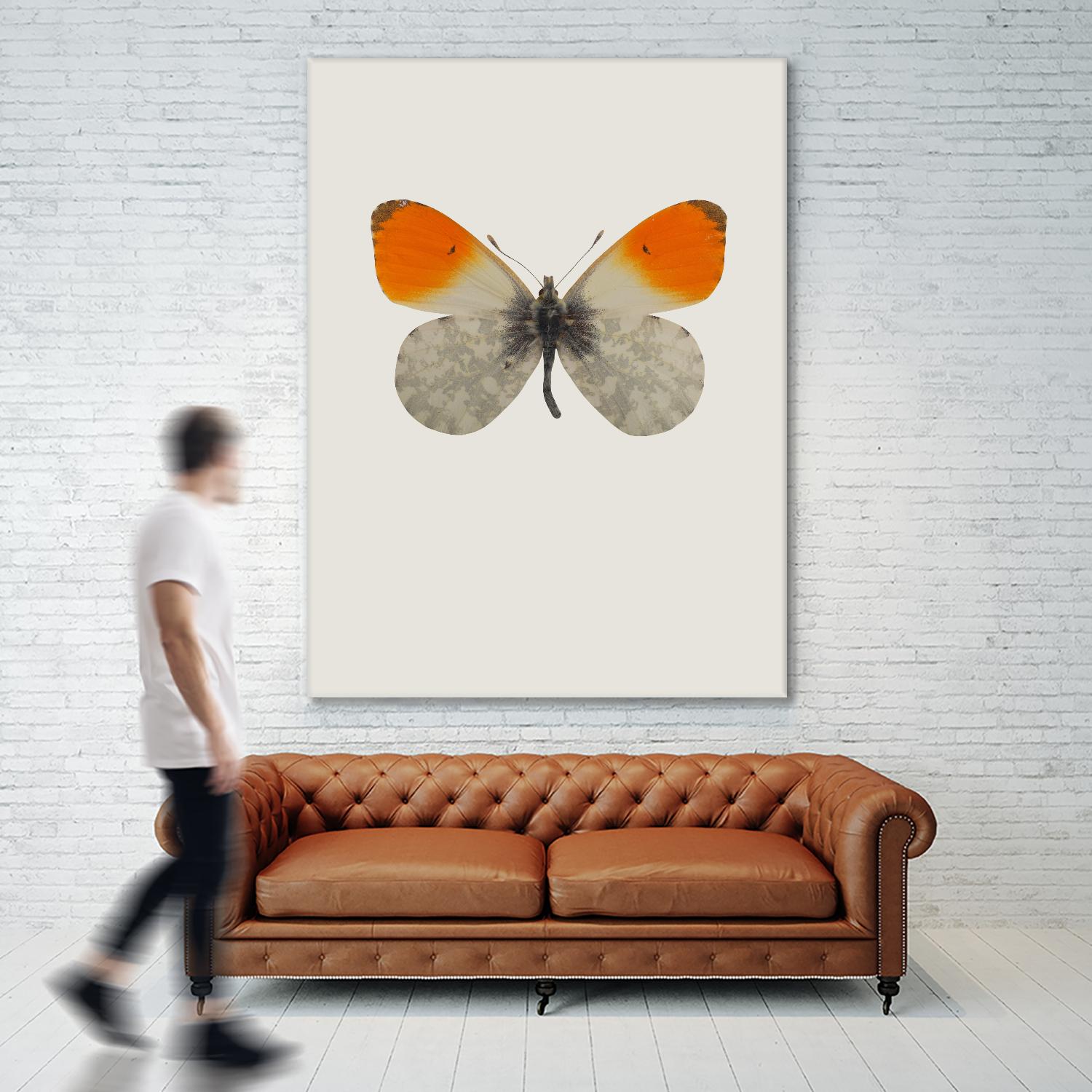 Agrias amydon by Incado on GIANT ART - multicolor animals; floral/still life
