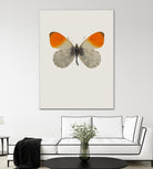 Agrias amydon by Incado on GIANT ART - multicolor animals; floral/still life