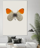 Agrias amydon by Incado on GIANT ART - multicolor animals; floral/still life