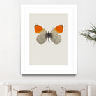 Agrias amydon by Incado on GIANT ART - multicolor animals; floral/still life