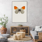 Agrias amydon by Incado on GIANT ART - multicolor animals; floral/still life