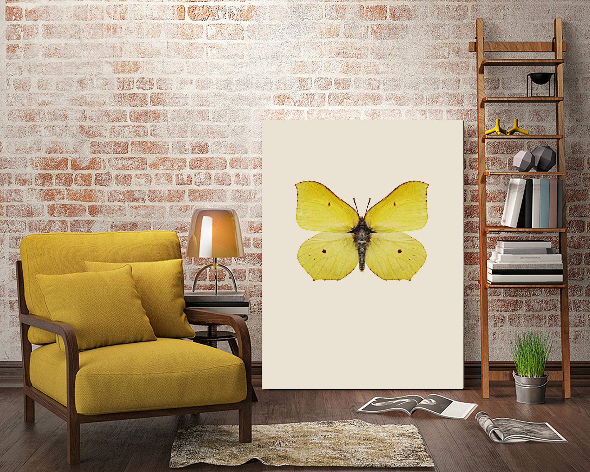 Gonepteryx rhamni by Incado on GIANT ART - multicolor animals; floral/still life