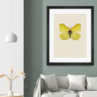 Gonepteryx rhamni by Incado on GIANT ART - multicolor animals; floral/still life