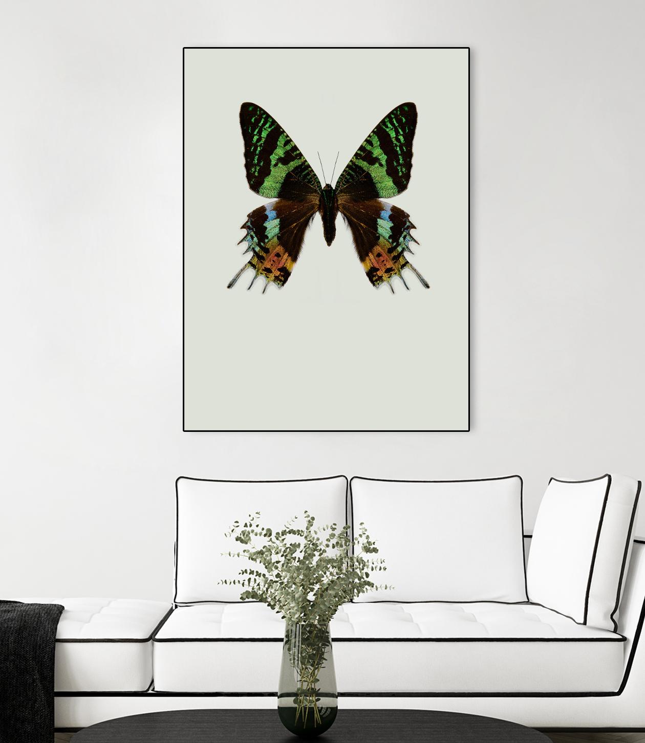 Chrysiridia rhipheus by Incado on GIANT ART - multicolor animals; floral/still life