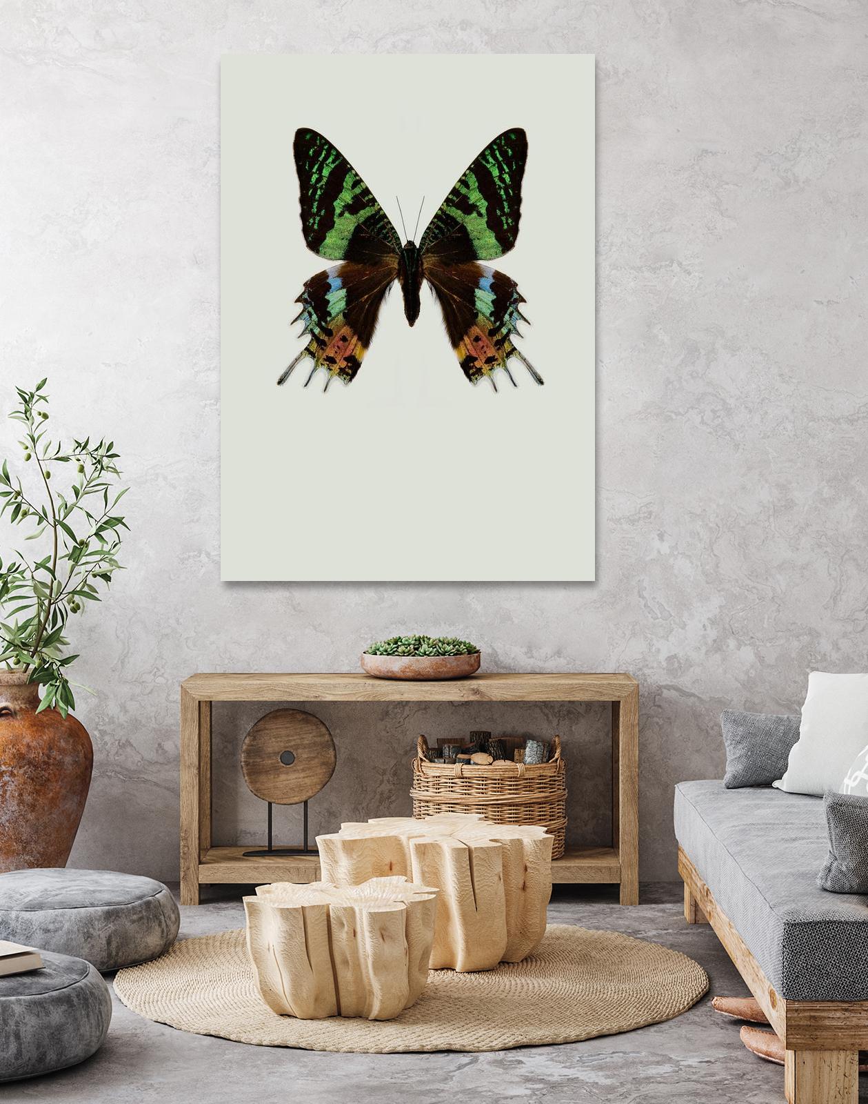 Chrysiridia rhipheus by Incado on GIANT ART - multicolor animals; floral/still life