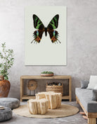 Chrysiridia rhipheus by Incado on GIANT ART - multicolor animals; floral/still life