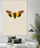 Cicada by Incado on GIANT ART - multicolor animals; floral/still life