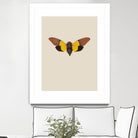 Cicada by Incado on GIANT ART - multicolor animals; floral/still life