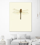 Dragonfly I by Incado on GIANT ART - multicolor animals; floral/still life