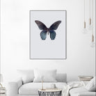 Great Mormon by Incado on GIANT ART - multicolor animals; floral/still life