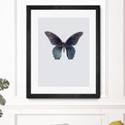 Great Mormon by Incado on GIANT ART - multicolor animals; floral/still life