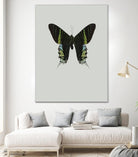 Green butterfly by Incado on GIANT ART - multicolor animals; floral/still life