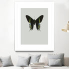 Green butterfly by Incado on GIANT ART - multicolor animals; floral/still life