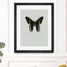 Green butterfly by Incado on GIANT ART - multicolor animals; floral/still life