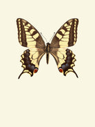 Papilio machaon by Incado on GIANT ART - multicolor animals; floral/still life