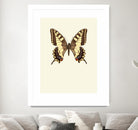 Papilio machaon by Incado on GIANT ART - multicolor animals; floral/still life