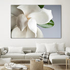 Magnolia by PhotoINC Studio on GIANT ART - multicolor photography; floral/still life