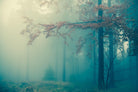 Woods by PhotoINC Studio on GIANT ART - multicolor photography; landscapes