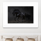 Onyx by PhotoINC Studio on GIANT ART - multicolor photography; animals