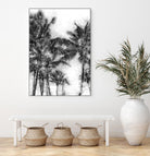Dorado Palms 1 by Golie Miamee on GIANT ART - multicolor photography; landscapes