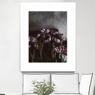 Dark Tulips by Design Fabrikken on GIANT ART - multi floral/still life, photography, flowers, tulips