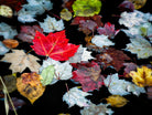 Autumn Leaves by David W. Pollard on GIANT ART - multicolor photography; contemporary