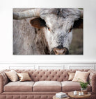 Showdown by Matthew Platz on GIANT ART - multicolor animals; photography