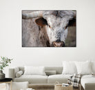 Showdown by Matthew Platz on GIANT ART - multicolor animals; photography