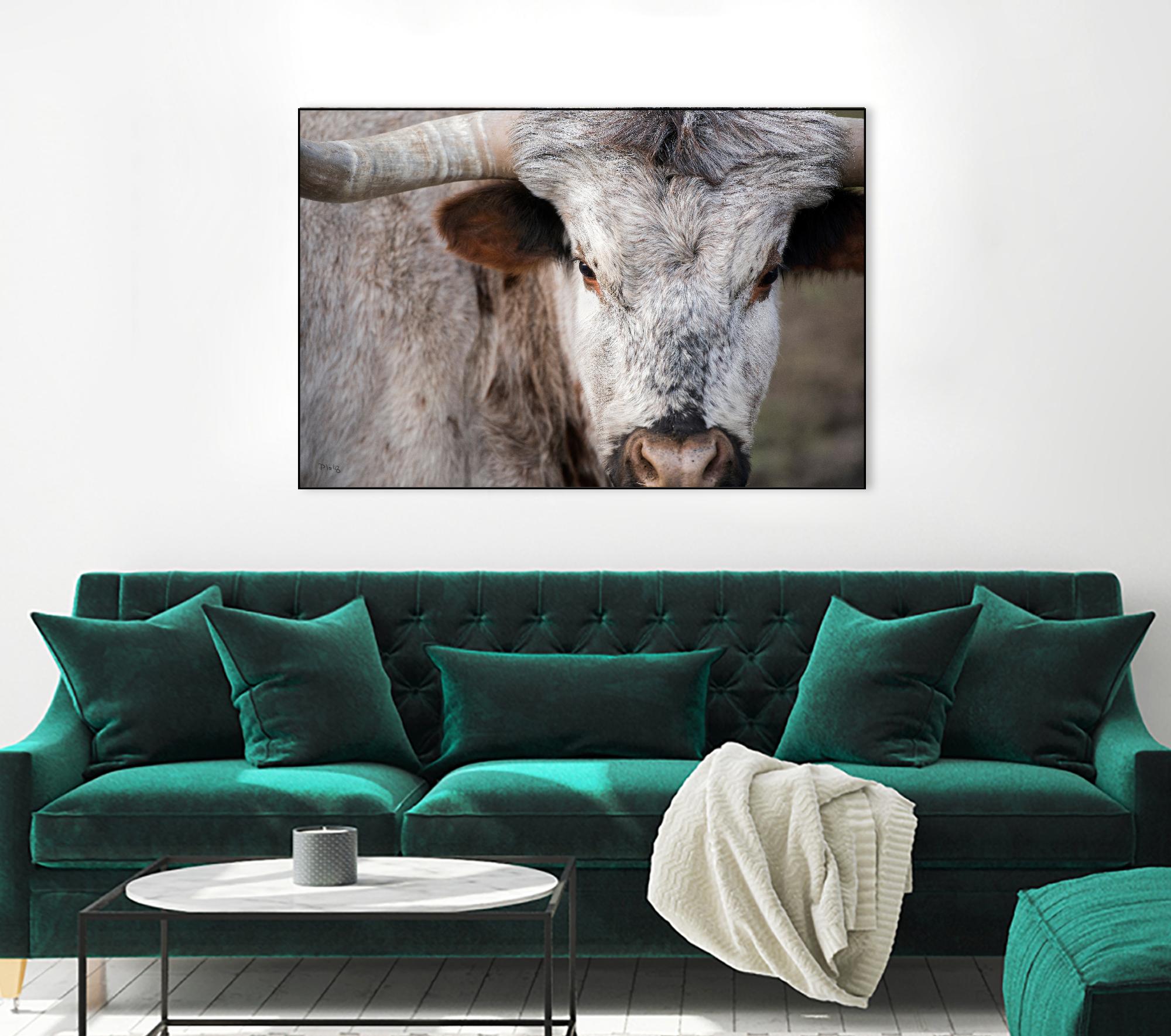 Showdown by Matthew Platz on GIANT ART - multicolor animals; photography