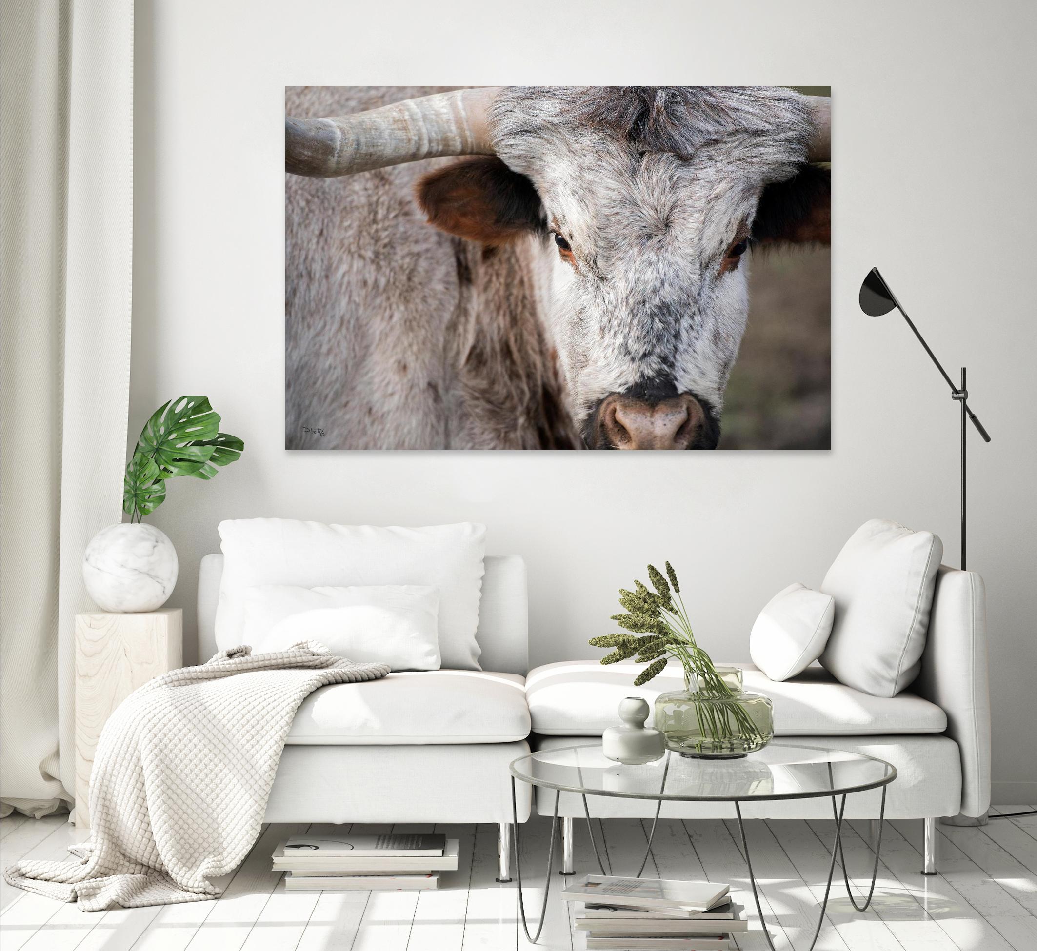 Showdown by Matthew Platz on GIANT ART - multicolor animals; photography