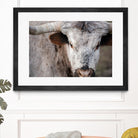 Showdown by Matthew Platz on GIANT ART - multicolor animals; photography