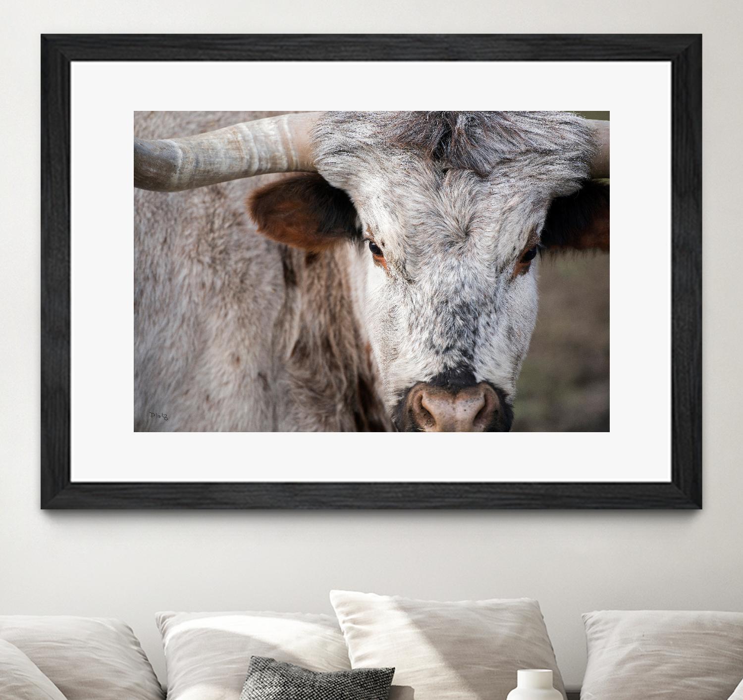 Showdown by Matthew Platz on GIANT ART - multicolor animals; photography
