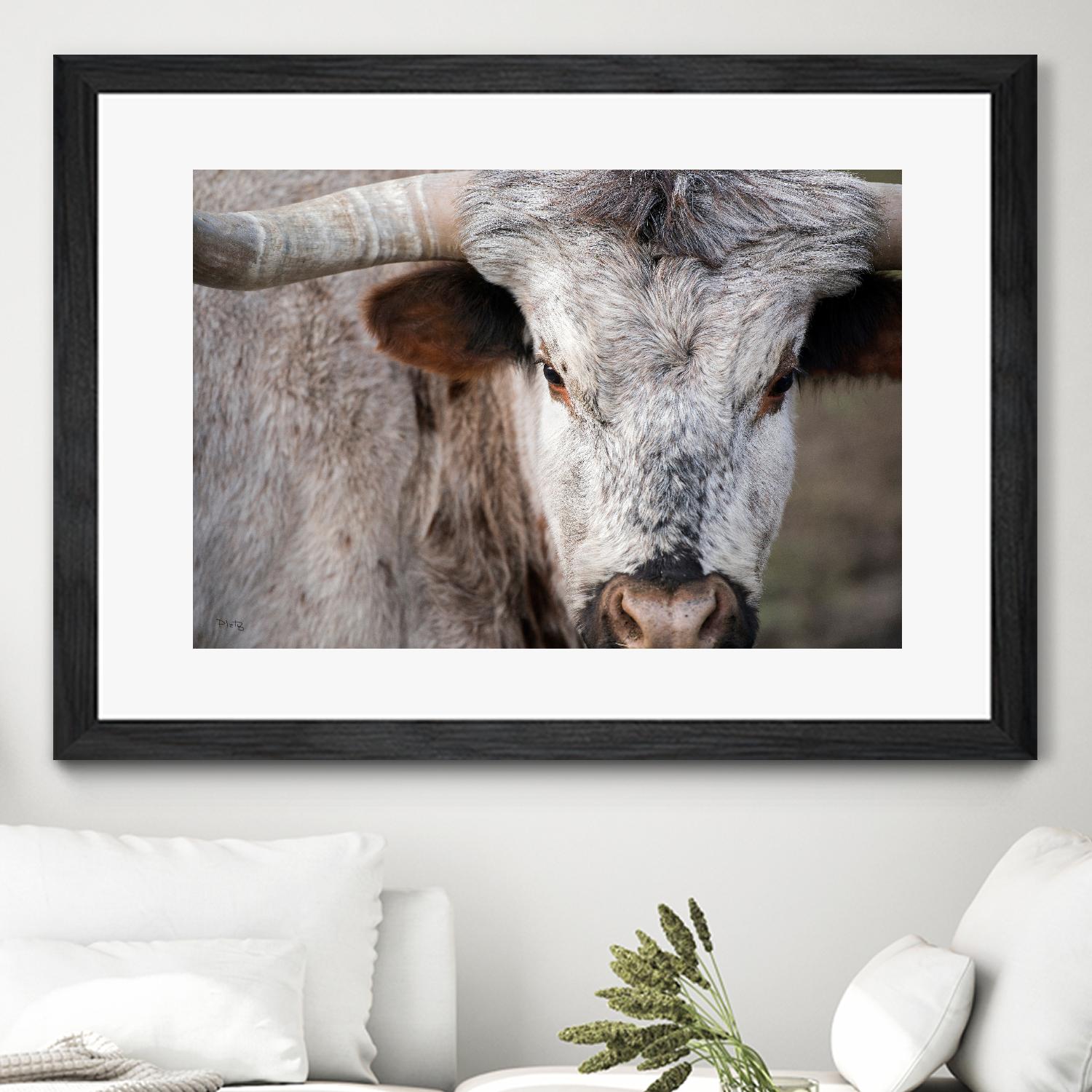 Showdown by Matthew Platz on GIANT ART - multicolor animals; photography