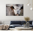 Showdown by Matthew Platz on GIANT ART - multicolor animals; photography
