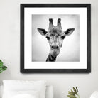 Giraffe by PhotoINC Studio on GIANT ART - white animals