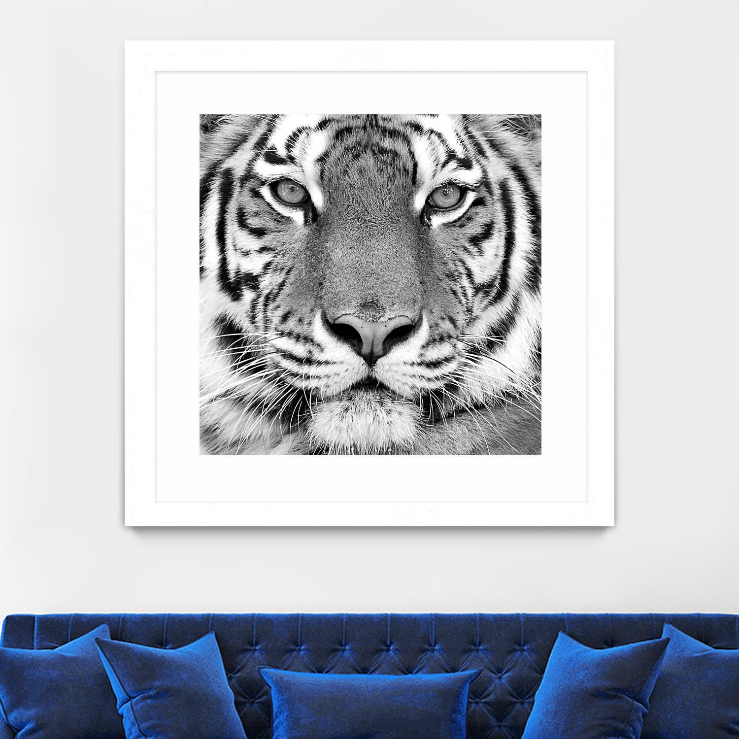 Tiger by PhotoINC Studio on GIANT ART - white animals