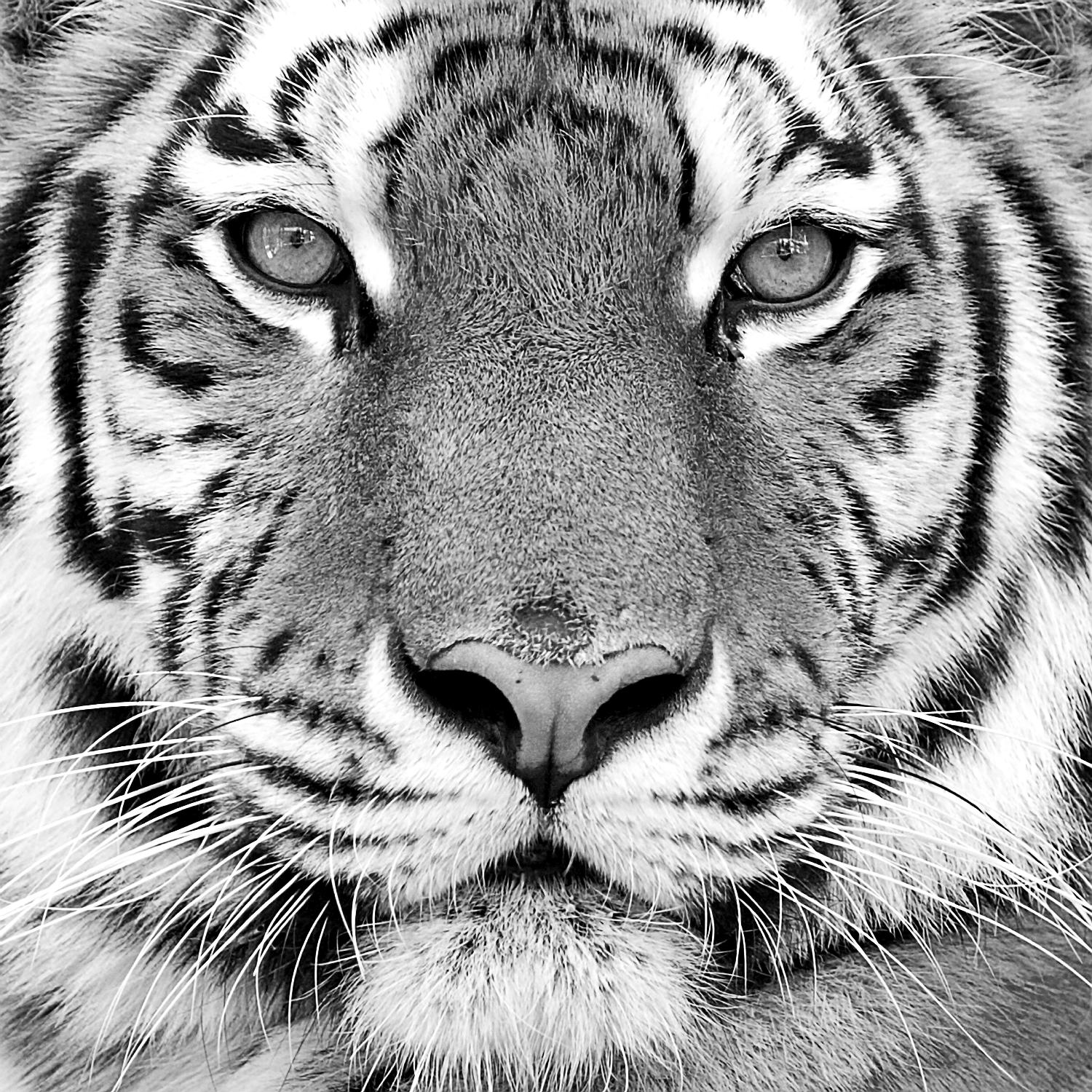 Tiger by PhotoINC Studio on GIANT ART - white animals