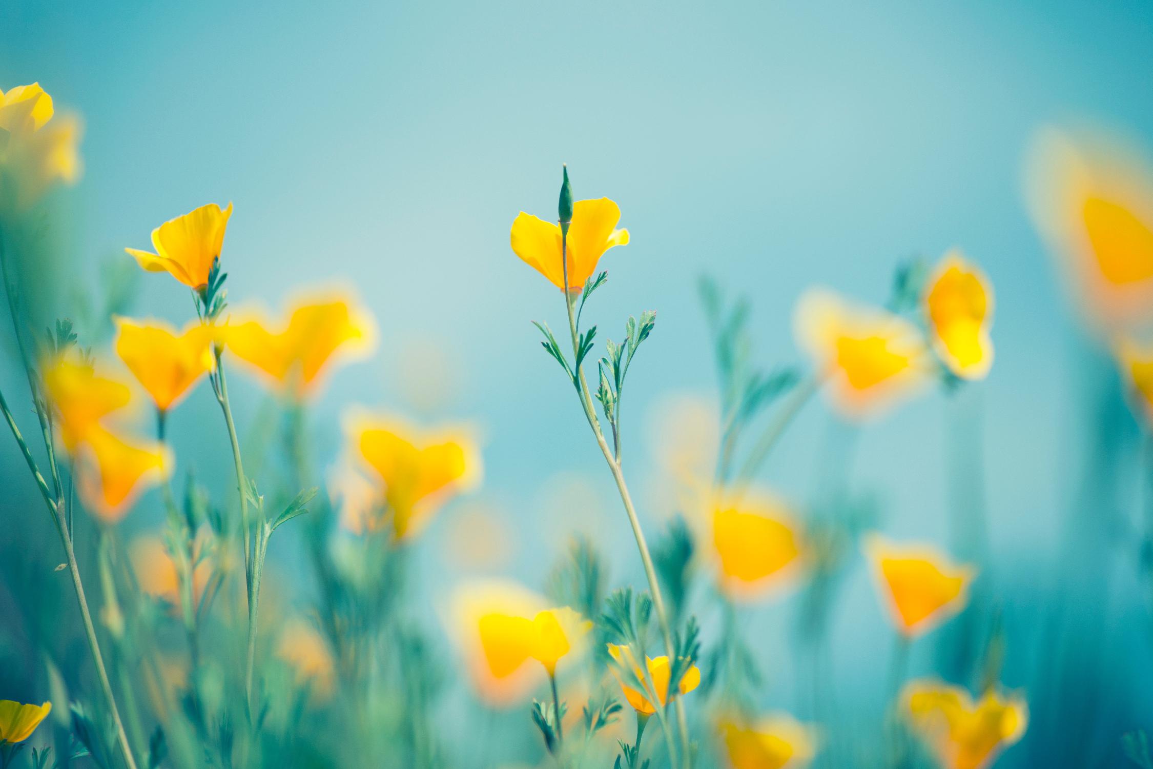 California Dream by Lee Sie on GIANT ART - multicolor photography; floral/still life