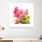 Parrot Tulip One by Judy Stalus on GIANT ART - multicolor photography; floral/still life