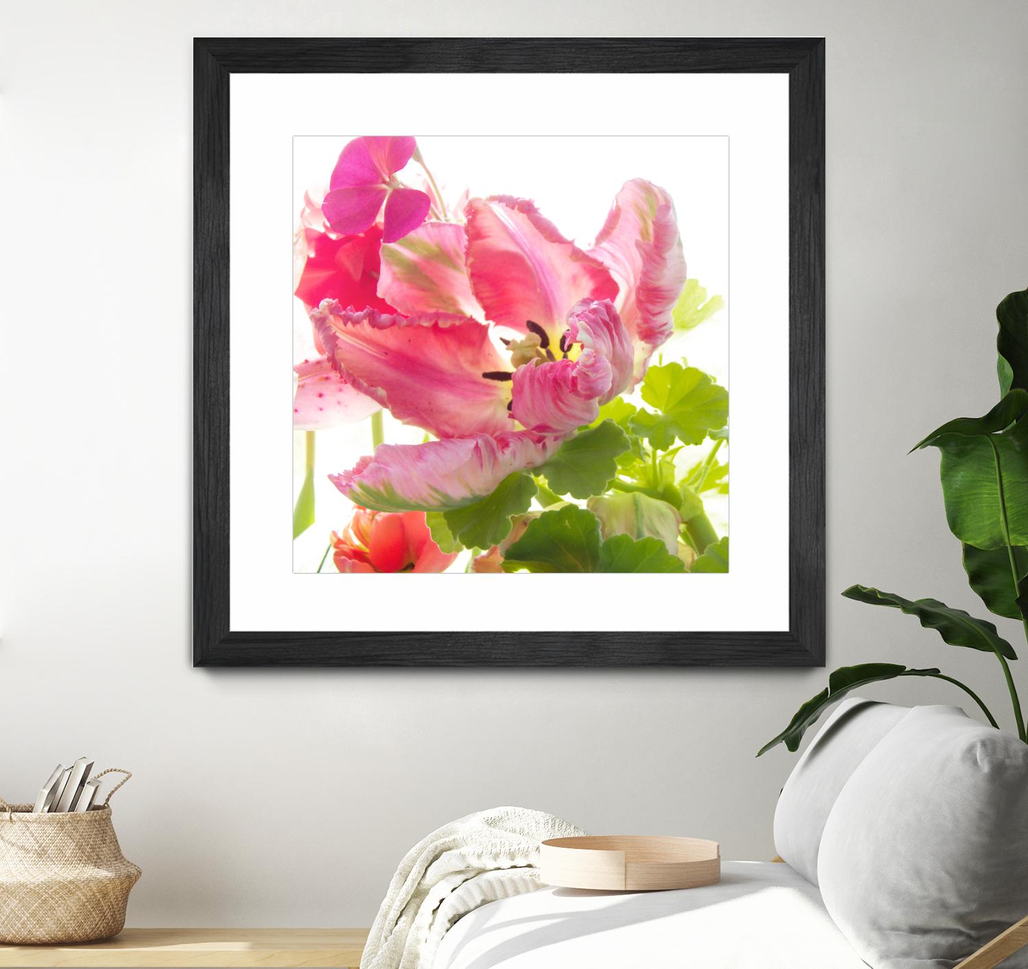 Parrot Tulip One by Judy Stalus on GIANT ART - multicolor photography; floral/still life