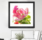Parrot Tulip One by Judy Stalus on GIANT ART - multicolor photography; floral/still life