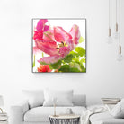 Parrot Tulip One by Judy Stalus on GIANT ART - multicolor photography; floral/still life